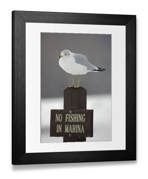 Framed Print : Ring-billed Gull (Larus delawarensis) perched on a No Fishing sign, New York Framed Print : Ring-billed Gull (Larus delawarensis) perched on a No Fishing sign, New York