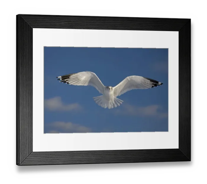 Framed Print : Ring-billed gull (Larus delawarensis), adult in flight, New York, USA Framed Print : Ring-billed gull (Larus delawarensis), adult in flight, New York, USA