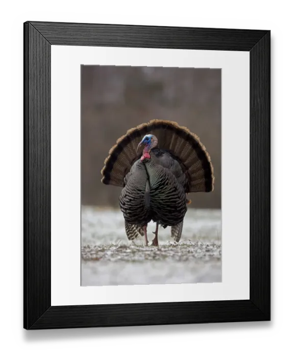 Framed Print : Wild Turkey (Meleagris gallopavo) male displaying in early spring, in light snow Framed Print : Wild Turkey (Meleagris gallopavo) male displaying in early spring, in light snow
