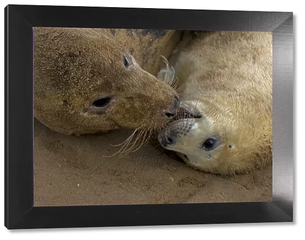 Grey seal (Halichoerus grypus), mother and young interacting on beach, UK