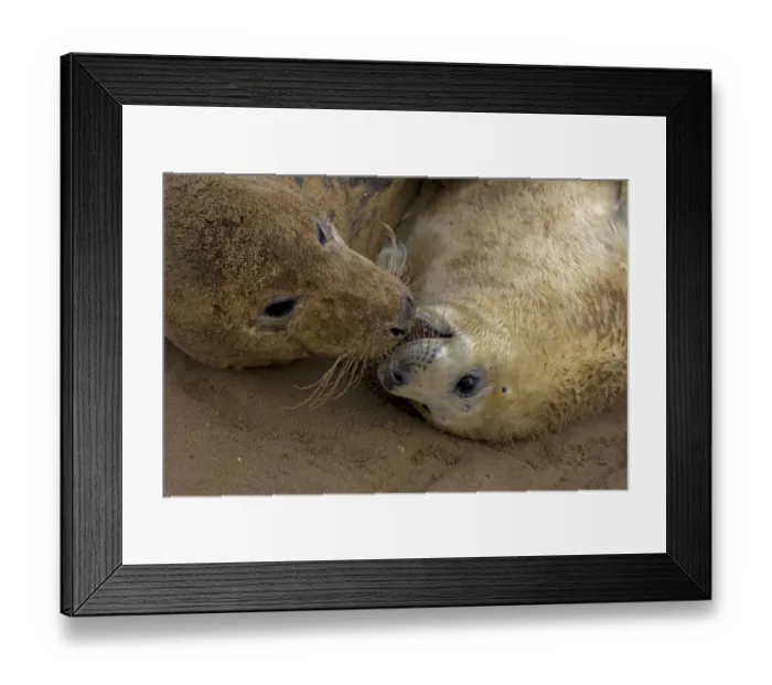 Framed Print : Grey seal (Halichoerus grypus), mother and young interacting on beach, UK Framed Print : Grey seal (Halichoerus grypus), mother and young interacting on beach, UK