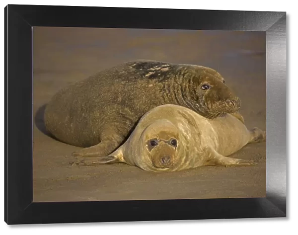 Grey seal (Halichoerus grypus), mother and young on beach, UK