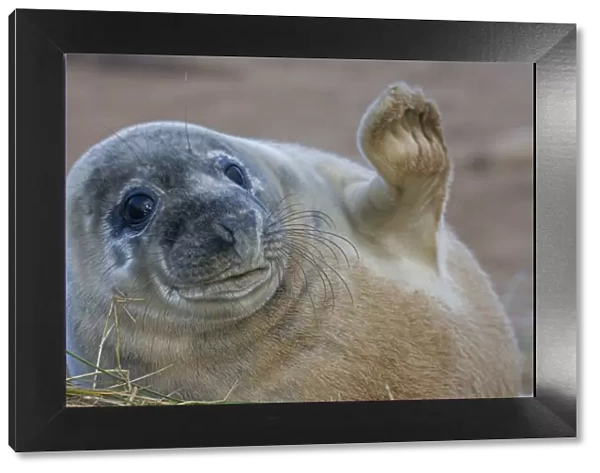 Grey seal (Halichoerus grypus) pup waving, UK