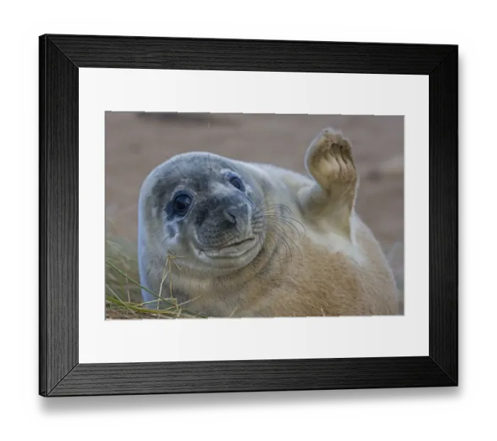 Framed Print : Grey seal (Halichoerus grypus) pup waving, UK Framed Print : Grey seal (Halichoerus grypus) pup waving, UK