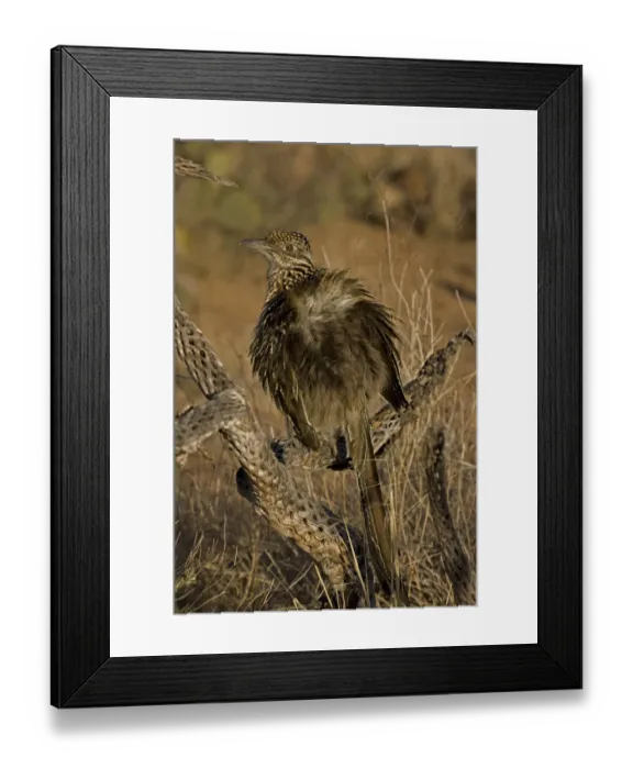 Framed Print : Greater Roadrunner (Geococcyx californianus), sunbathing Framed Print : Greater Roadrunner (Geococcyx californianus), sunbathing