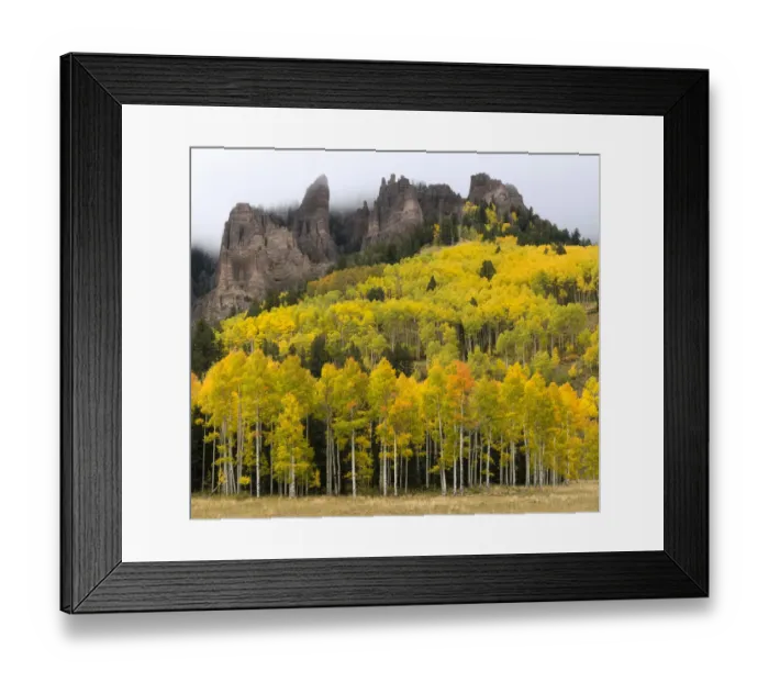 Framed Print : Autumn quaking aspen trees (Populus tremuloides) below Turret Ridge Framed Print : Autumn quaking aspen trees (Populus tremuloides) below Turret Ridge
