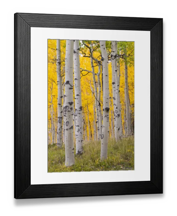 Framed Print : Autumn quaking aspen grove (Populus tremuloides) with trunks scarred by browsing elk Framed Print : Autumn quaking aspen grove (Populus tremuloides) with trunks scarred by browsing elk