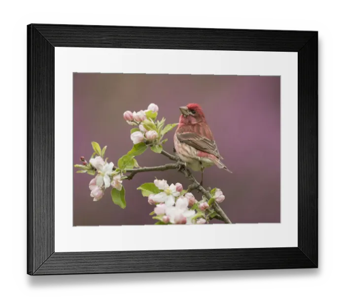 Framed Print : Purple Finch (Carpodacus purpureus) perched amid apple blossom, New York, USA Framed Print : Purple Finch (Carpodacus purpureus) perched amid apple blossom, New York, USA