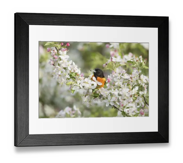 Framed Print : Baltimore Oriole (Icterus galbula) male with spider prey Framed Print : Baltimore Oriole (Icterus galbula) male with spider prey