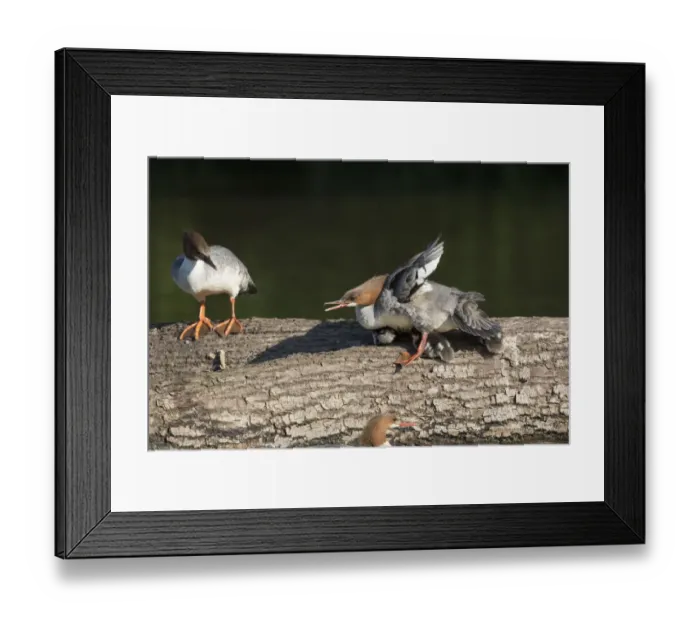 Framed Print : Common Merganser (Mergus merganser) female with ducklings Framed Print : Common Merganser (Mergus merganser) female with ducklings