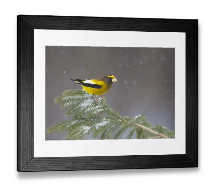 Framed Print : Evening Grosbeak (Coccothraustes vespertinus) male perched on spruce branch with falling