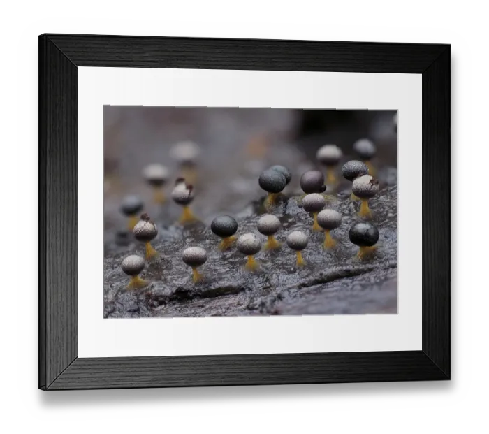 Framed Print : Slime mould (Physarum psittacinum), in mature reproductive phase Framed Print : Slime mould (Physarum psittacinum), in mature reproductive phase