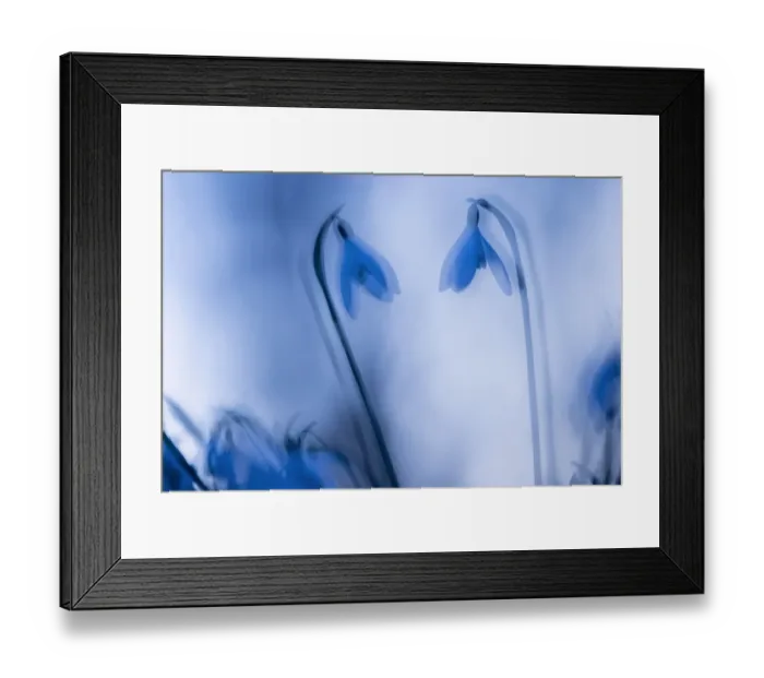 Framed Print : Snowdrops (Galanthus nivalis) silhouetted at twilight, double exposure, Broxwater Framed Print : Snowdrops (Galanthus nivalis) silhouetted at twilight, double exposure, Broxwater