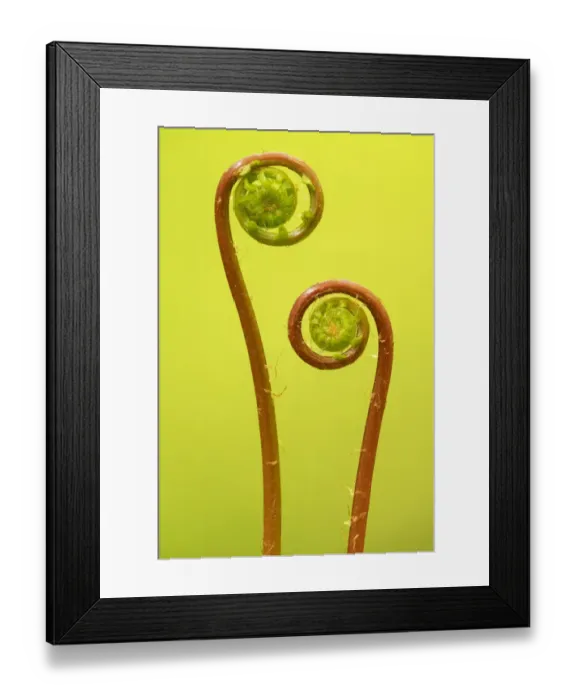 Framed Print : Two hard fern (Blechnum spicant) fronds uncurling, Coombe Valley, Cornwall, UK. May Framed Print : Two hard fern (Blechnum spicant) fronds uncurling, Coombe Valley, Cornwall, UK. May