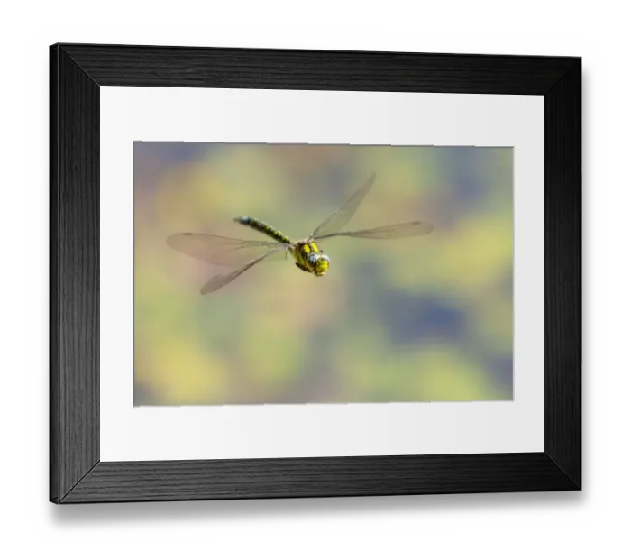 Framed Print : Southern hawker (Aeshna cyanea) dragonfly in flight, Broxwater, Cornwall, UK. August Framed Print : Southern hawker (Aeshna cyanea) dragonfly in flight, Broxwater, Cornwall, UK. August