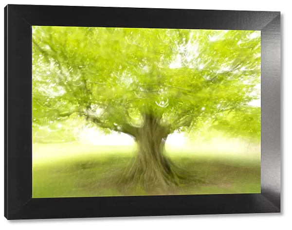 Beech tree (Fagus sylvatica) photographed using ICM (Intentional Camera Motion)