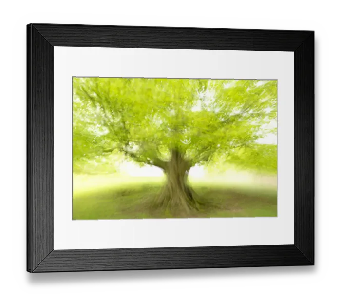 Framed Print : Beech tree (Fagus sylvatica) photographed using ICM (Intentional Camera Motion) Framed Print : Beech tree (Fagus sylvatica) photographed using ICM (Intentional Camera Motion)