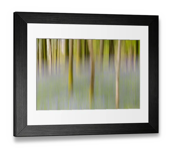 Framed Print : Artistic shot of immature woodland and bluebells at Broxwater, Cornwall, UK. April Framed Print : Artistic shot of immature woodland and bluebells at Broxwater, Cornwall, UK. April