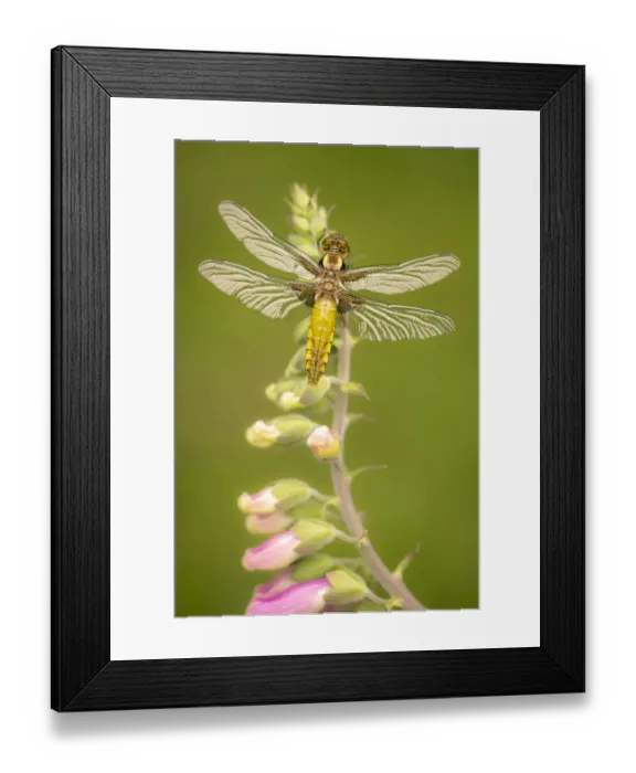 Framed Print : Broad-bodied chaser dragonfly (Libellula depressa) juvenile resting on foxglove Framed Print : Broad-bodied chaser dragonfly (Libellula depressa) juvenile resting on foxglove