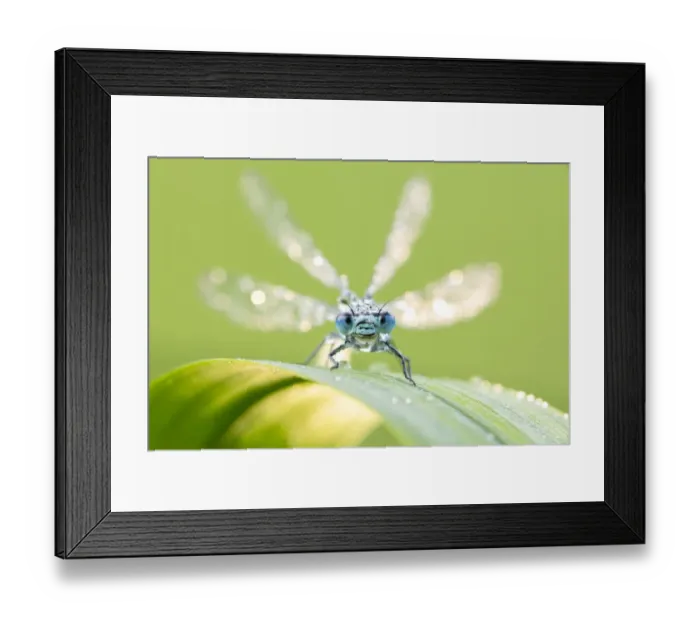 Framed Print : Common blue damselfly (Enallagma cyathigerum) portrait, early morning light, Broxwater Framed Print : Common blue damselfly (Enallagma cyathigerum) portrait, early morning light, Broxwater