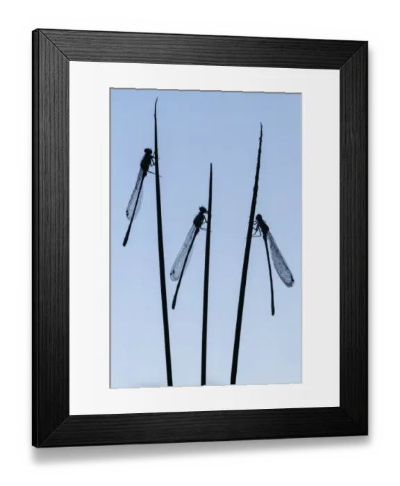 Framed Print : Three common blue damselflies (Enallagma cyathigerum) roosting on sedge Framed Print : Three common blue damselflies (Enallagma cyathigerum) roosting on sedge