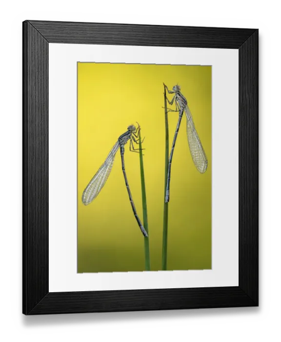 Framed Print : Immature common blue damselflies (Enallagma cyathigerum) resting on reeds, Broxwater Framed Print : Immature common blue damselflies (Enallagma cyathigerum) resting on reeds, Broxwater