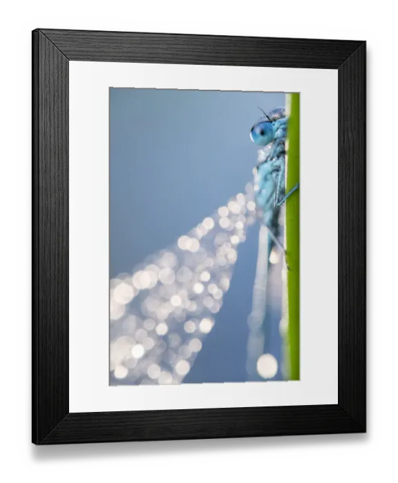 Framed Print : Common blue damselfly (Enallagma cyathigerum), close up portrait, Broxwater, Cornwall, UK Framed Print : Common blue damselfly (Enallagma cyathigerum), close up portrait, Broxwater, Cornwall, UK