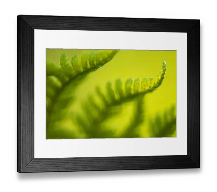 Framed Print : Male fern (Dryopteris filix-mas) close-up, Broxwater, Cornwall, UK, August Framed Print : Male fern (Dryopteris filix-mas) close-up, Broxwater, Cornwall, UK, August