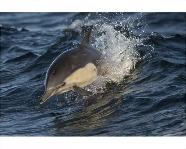 Long-beaked common dolphin (Delphinus capensis) off the coast of California