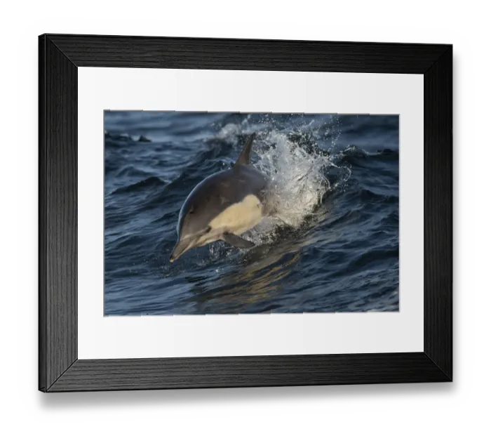 Framed Print : Long-beaked common dolphin (Delphinus capensis) off the coast of California Framed Print : Long-beaked common dolphin (Delphinus capensis) off the coast of California