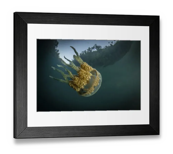 Framed Print : Spotted jelly (Mastigias papua) swims in sheltered cove in Raja Ampat, West Papua