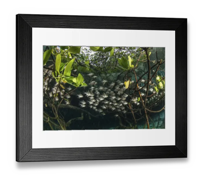 Framed Print : Orbiculate cardinalfish (Sphaeramia orbicularis) sheltering amongst roots of mangroves Framed Print : Orbiculate cardinalfish (Sphaeramia orbicularis) sheltering amongst roots of mangroves