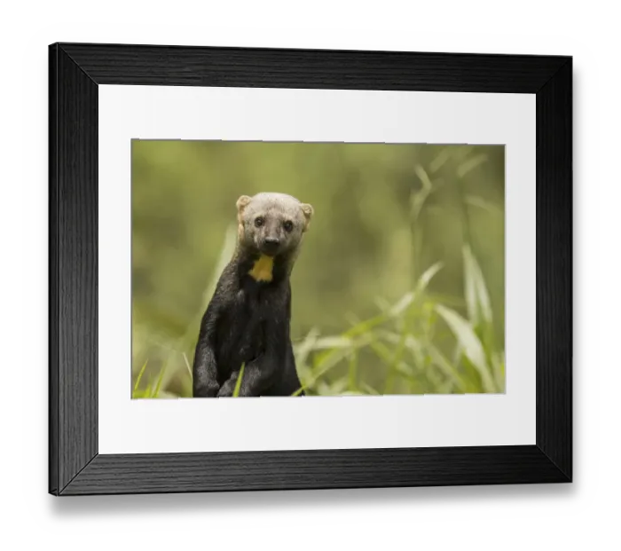 Framed Print : Tarya (Eira barbara) in the Choco forests of Northwestern Ecuador Framed Print : Tarya (Eira barbara) in the Choco forests of Northwestern Ecuador