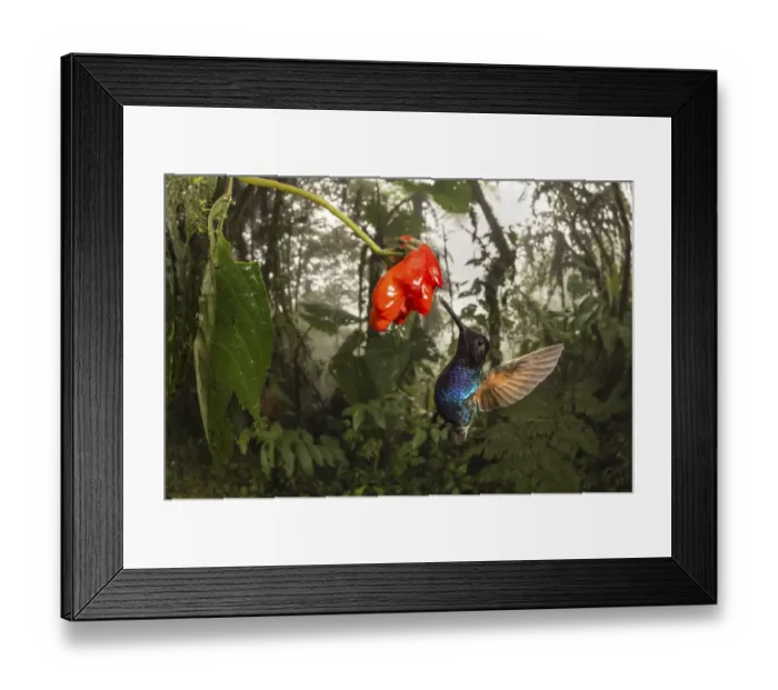 Framed Print : Velvet-purple coronet hummingbird (Boissonneaua jardini) visits a flower in cloud forest Framed Print : Velvet-purple coronet hummingbird (Boissonneaua jardini) visits a flower in cloud forest