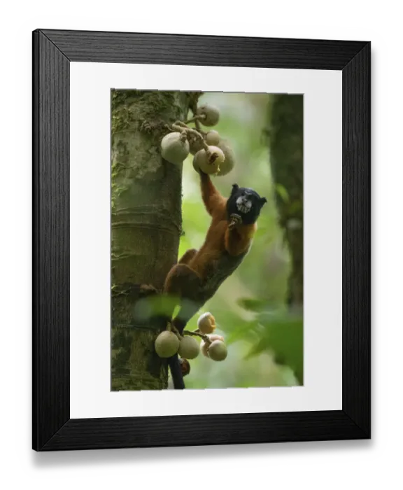 Framed Print : Golden-mantled tamarin (Saguinus tripartitus) feeding on fruits at the Tiputini