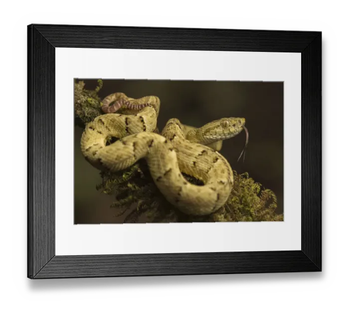 Framed Print : Osbornes lancehead (Bothrops osbornei) in cloud forest, Choco region Framed Print : Osbornes lancehead (Bothrops osbornei) in cloud forest, Choco region