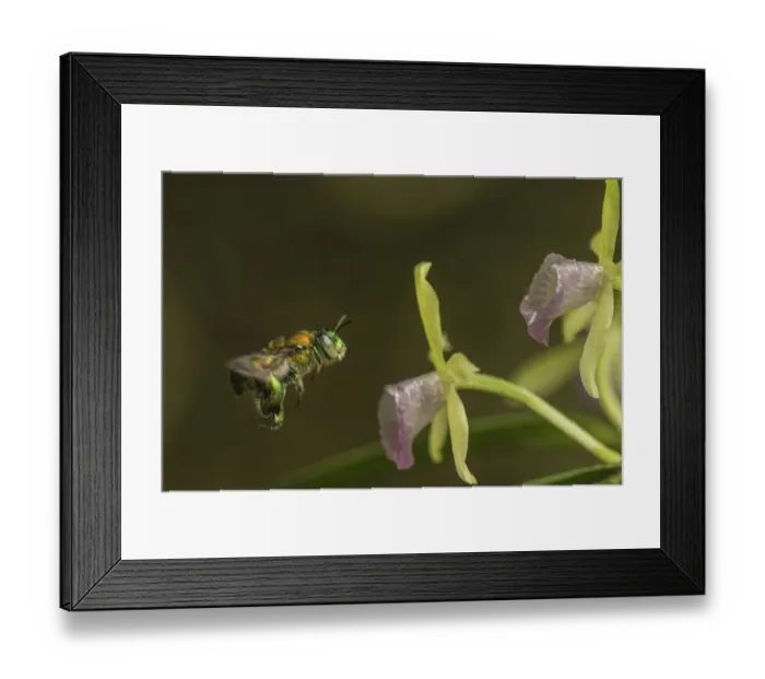 Framed Print : Orchid bee (Euglossa sp. ) visits an orchid in cloud forest, Choco region Framed Print : Orchid bee (Euglossa sp. ) visits an orchid in cloud forest, Choco region