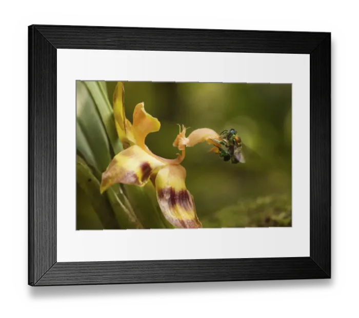 Framed Print : Orchid bee (Euglossa sp. ) visiting an orchid in cloud forest, Choco region Framed Print : Orchid bee (Euglossa sp. ) visiting an orchid in cloud forest, Choco region