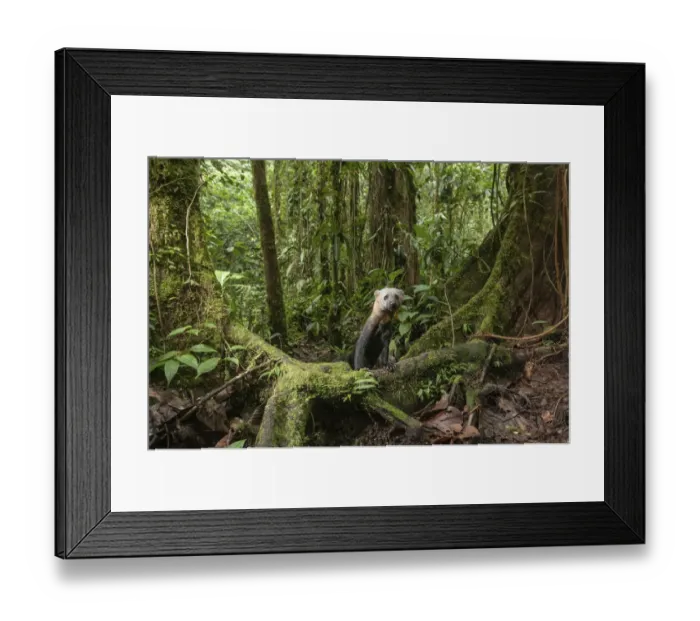 Framed Print : Tarya (Eira barbara) in cloud forest, Choco region, Northwestern Ecuador Framed Print : Tarya (Eira barbara) in cloud forest, Choco region, Northwestern Ecuador