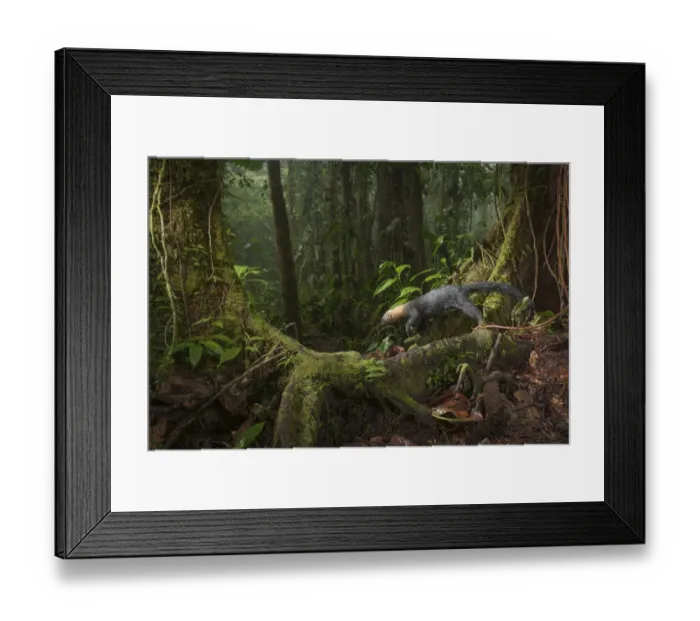Framed Print : Tarya (Eira barbara) in cloud forest, Choco region, Northwestern Ecuador Framed Print : Tarya (Eira barbara) in cloud forest, Choco region, Northwestern Ecuador