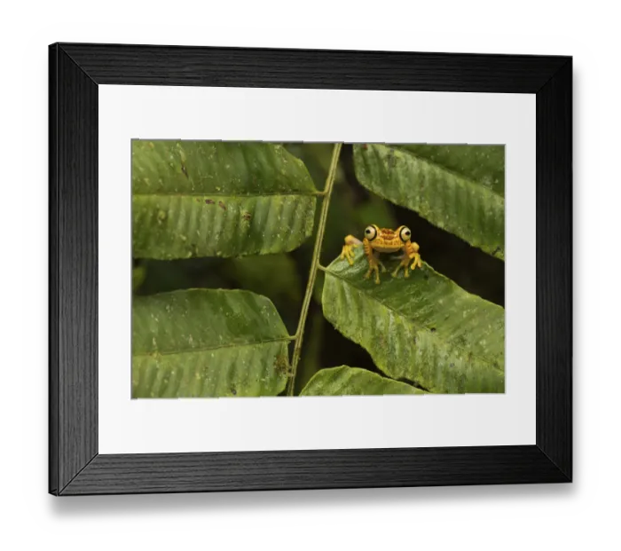 Framed Print : Imbabura tree frog (Hypsiboas picturatus) in cloud forest, Choco region Framed Print : Imbabura tree frog (Hypsiboas picturatus) in cloud forest, Choco region