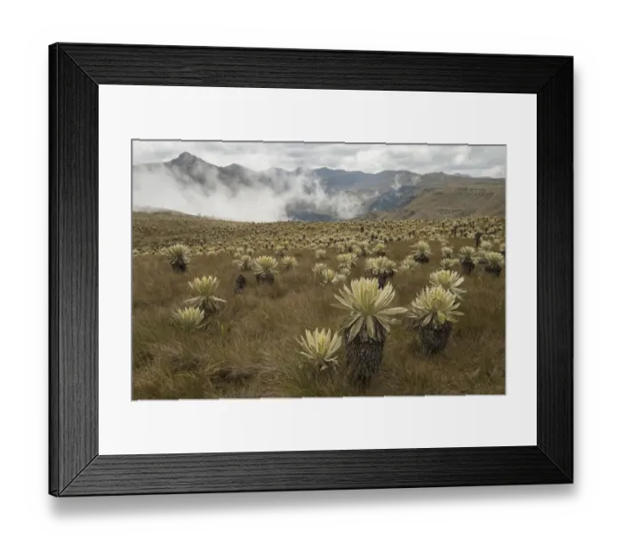 Framed Print : Field of Paramo flower / Frailejones (Espeletia pycnophylla), highland paramo Framed Print : Field of Paramo flower / Frailejones (Espeletia pycnophylla), highland paramo