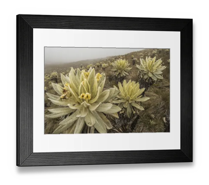 Framed Print : Field of Paramo flower / Frailejones (Espeletia pycnophylla), highland paramo Framed Print : Field of Paramo flower / Frailejones (Espeletia pycnophylla), highland paramo