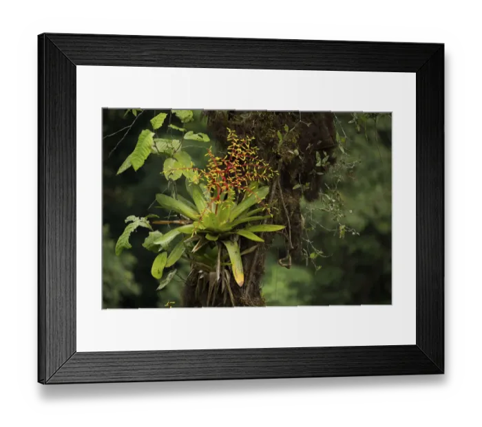 Framed Print : Bromeliad flowering in cloud forest, Choco region, Northwestern Ecuador Framed Print : Bromeliad flowering in cloud forest, Choco region, Northwestern Ecuador