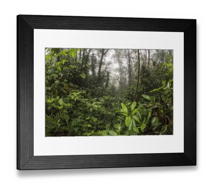 Framed Print : View of cloud forest in Choco region, Northwestern Ecuador Framed Print : View of cloud forest in Choco region, Northwestern Ecuador