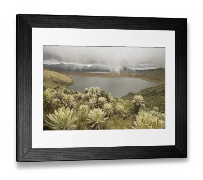 Framed Print : Field of Paramo flower / Frailejones (Espeletia pycnophylla) growing next to a lake Framed Print : Field of Paramo flower / Frailejones (Espeletia pycnophylla) growing next to a lake