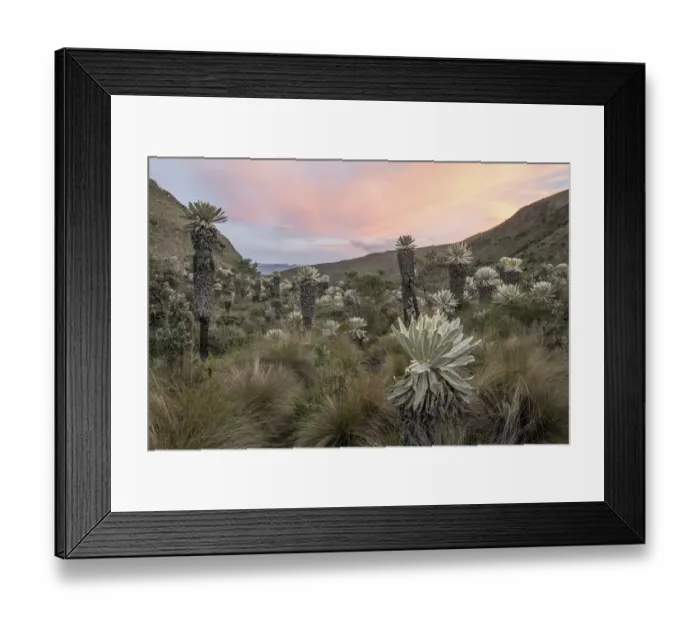 Framed Print : Field of Paramo flower / Frailejones (Espeletia pycnophylla), highland paramo Framed Print : Field of Paramo flower / Frailejones (Espeletia pycnophylla), highland paramo