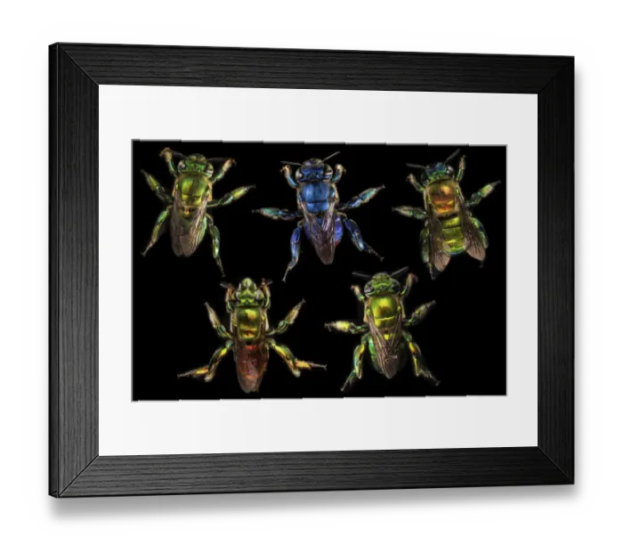 Framed Print : Compsite of orchid bees (Euglossa sp. ) photographed on black in cloud forest Framed Print : Compsite of orchid bees (Euglossa sp. ) photographed on black in cloud forest