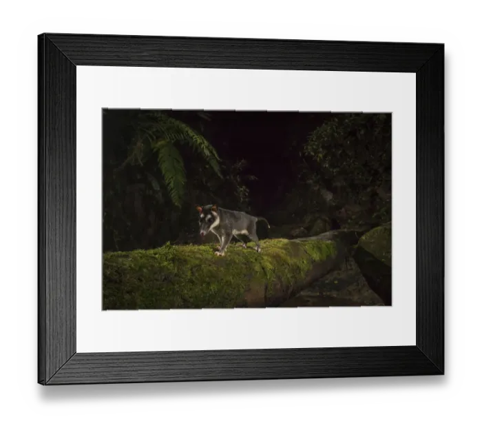 Framed Print : Brown four eyed opossum (Metachirus nudicauda) at night in cloud forest, Choco region Framed Print : Brown four eyed opossum (Metachirus nudicauda) at night in cloud forest, Choco region