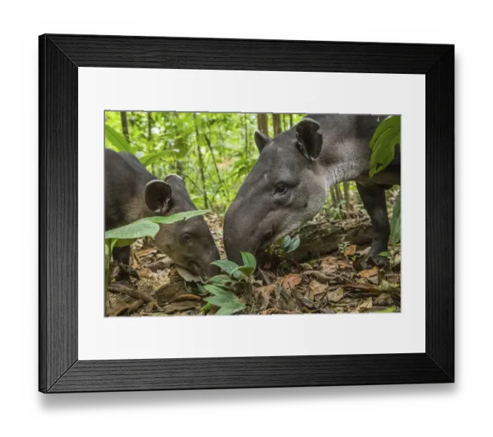 Framed Print : Bairds tapir female (Tapirus bairdii) with calf, rainforest, Corcovado National Park Framed Print : Bairds tapir female (Tapirus bairdii) with calf, rainforest, Corcovado National Park